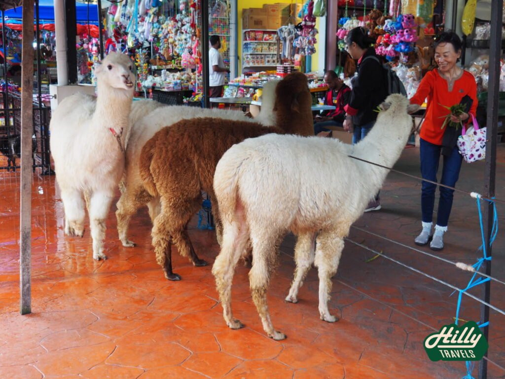 Alpaca Pen Behind Kea Farm Bazaar