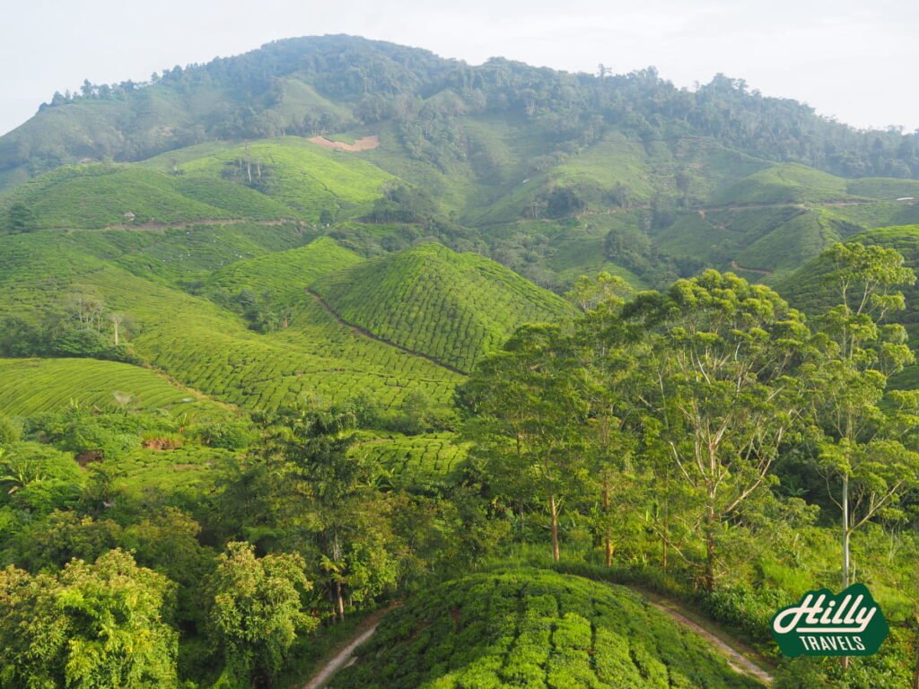 Another View Of BOH Sungai Palas Tea Plantation