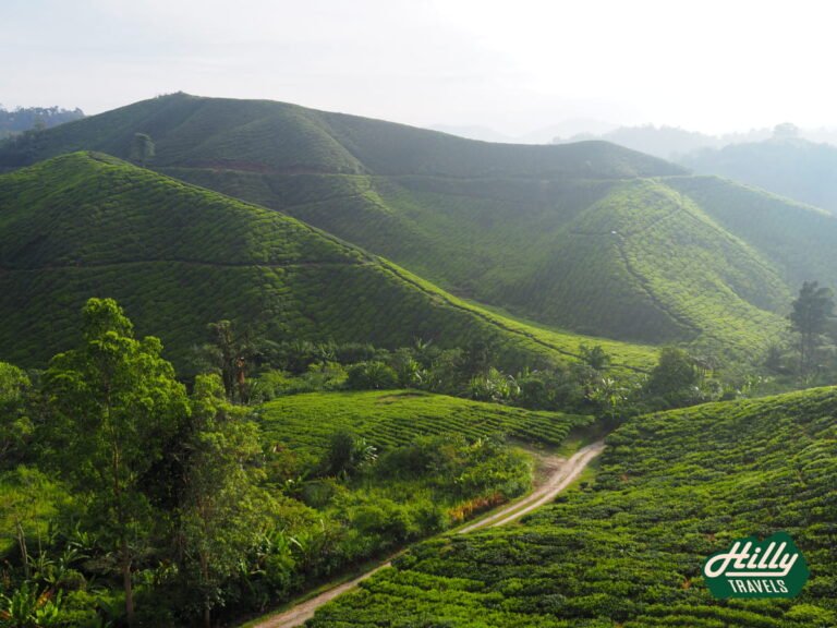 BOH Sungai Palas Tea Plantation