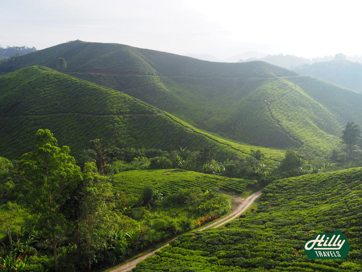 BOH Sungai Palas Tea Plantation