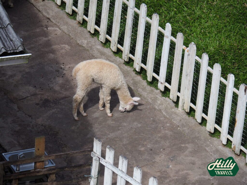 Baby Alpaca At The Sheep Sanctuary