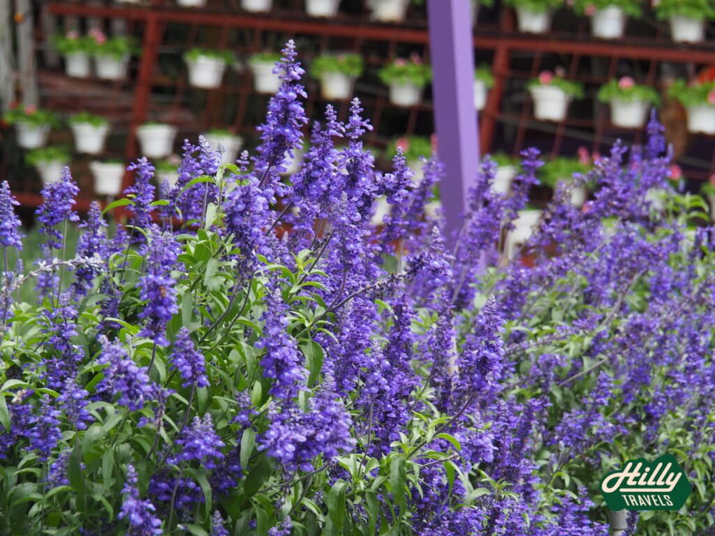 Blue Sage Flowers At Lavender Garden
