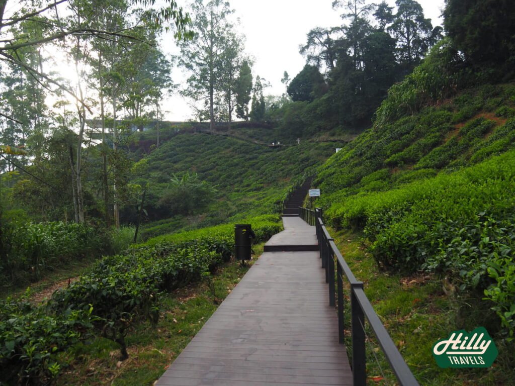 Boardwalk To BOH Sungai Palas Tea Centre