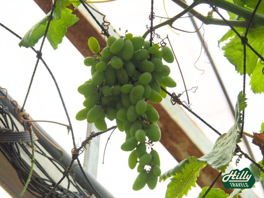 Bunch Of Green Grapes Growing At Green View Garden