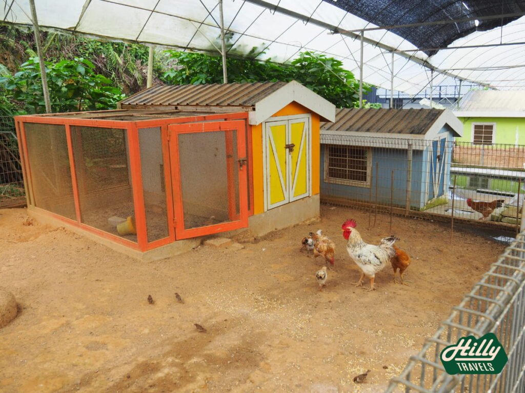 Chicken Enclosure At Green View Garden