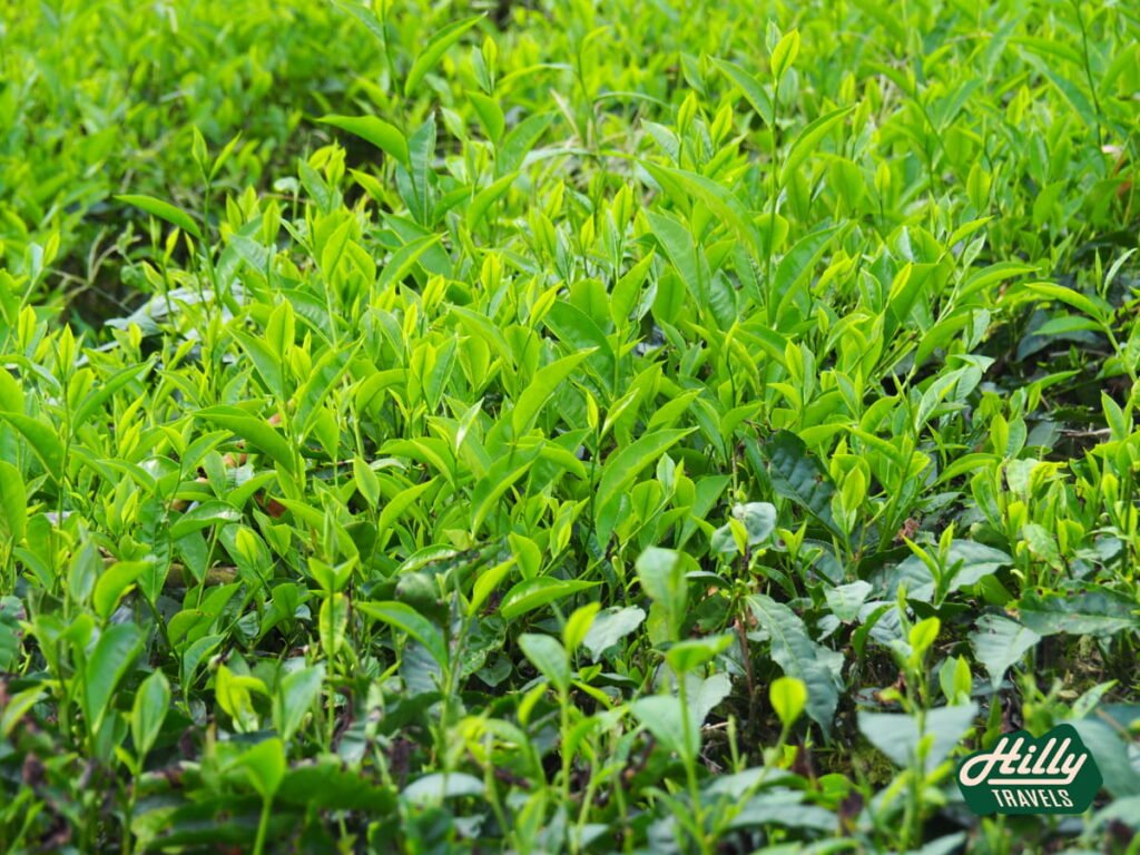 Close Up Of Tea Leaves At BOH Sungai Palas Tea Plantation