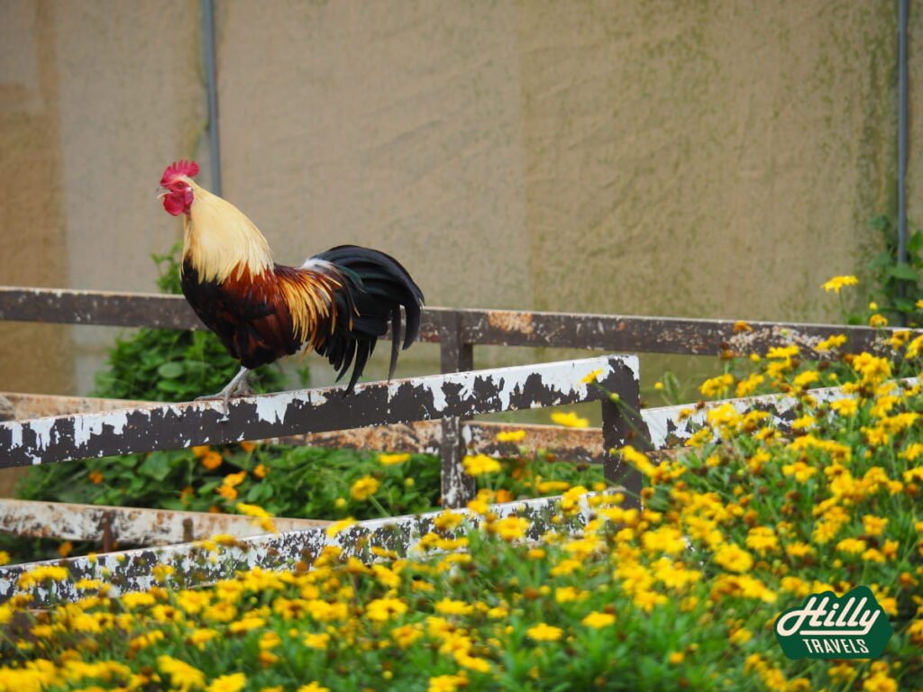 Cockerel Roaming At Green View Garden