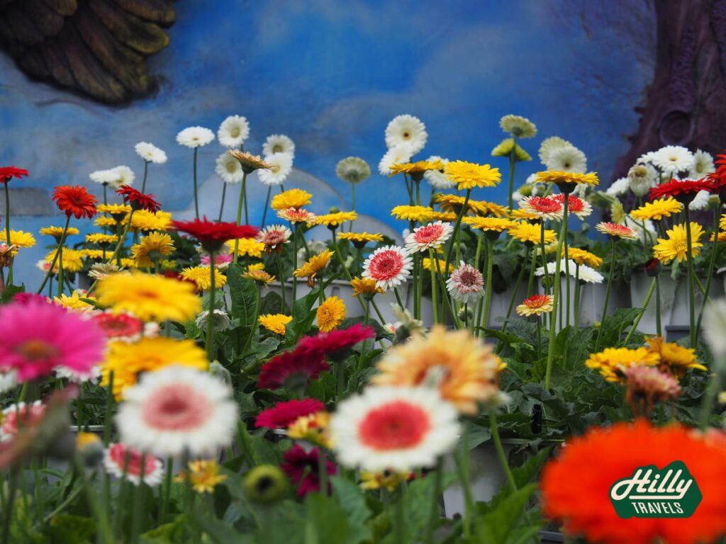 Colorful Gerbera Daisies At Lavender Garden