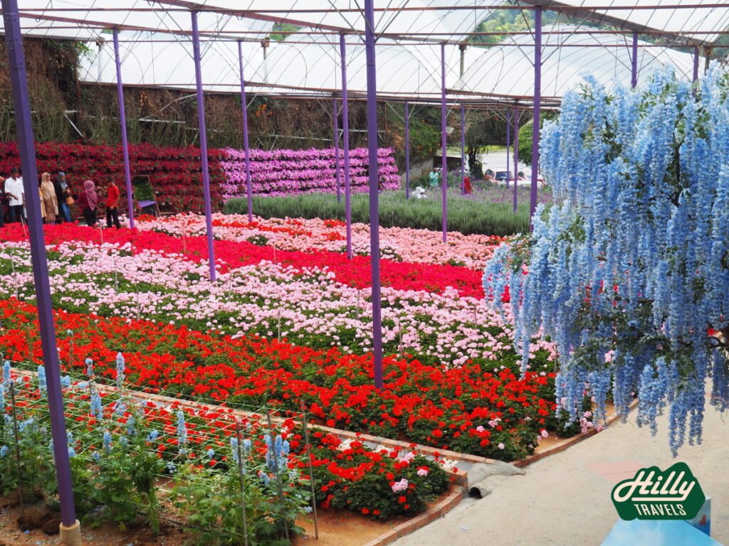 Garden Close To The Entrance Of Lavender Garden