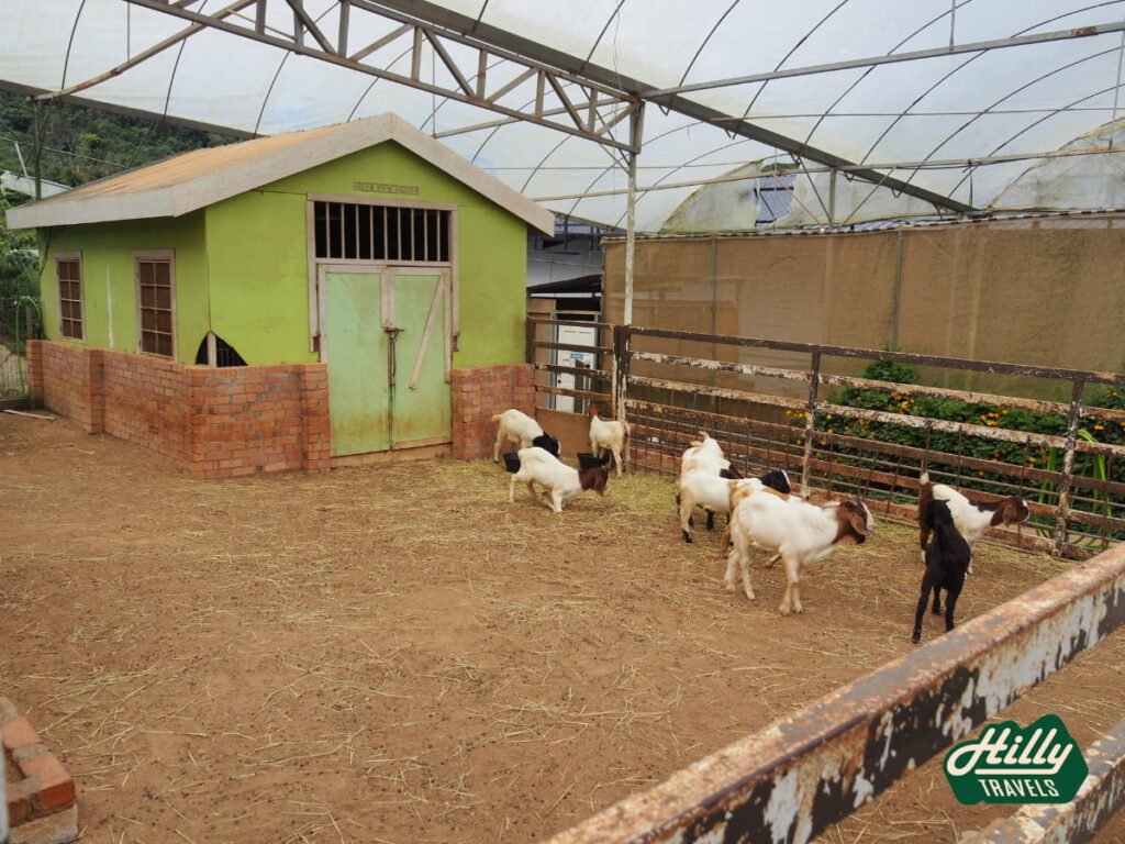 Goat Pen At Green View Garden