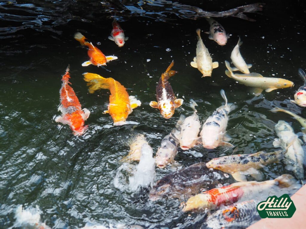Koi Fish At Lavender Garden