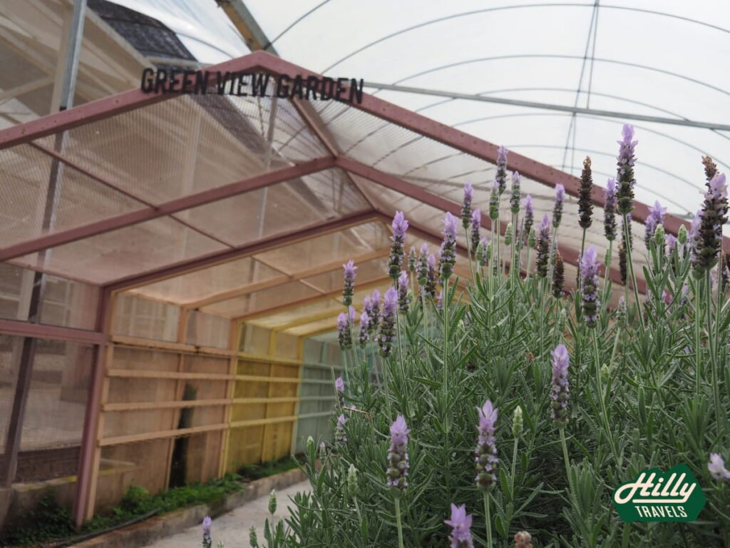 Lavender Bushes At Green View Garden