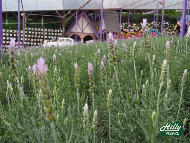 Lavender Flowers At Lavender Garden