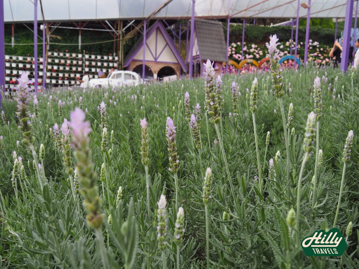 Lavender Flowers At Lavender Garden