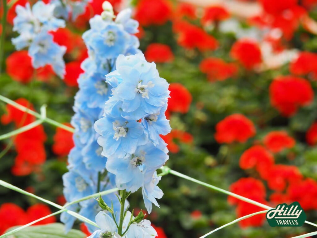 Light Blue Delphinium At Lavender Garden
