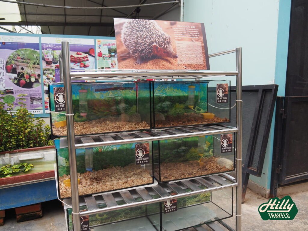 New Hedgehog Display At Green View Garden