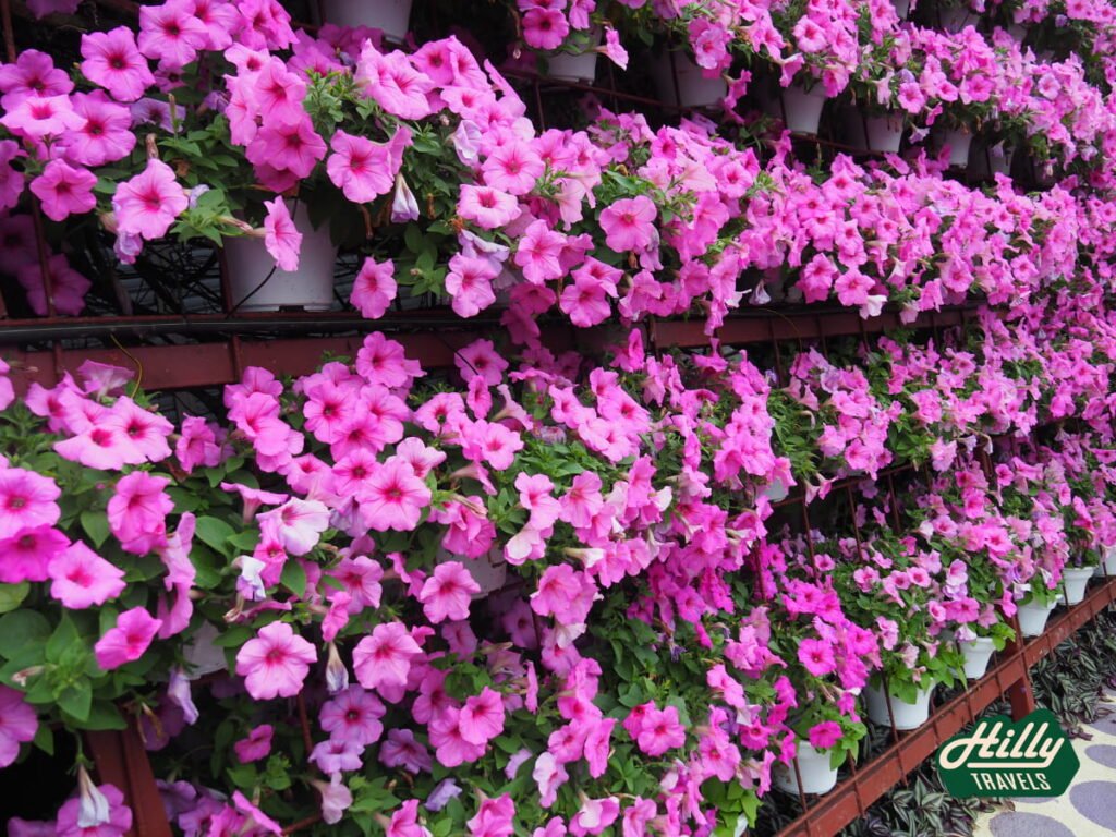 Pink Petunias At Lavender Garden