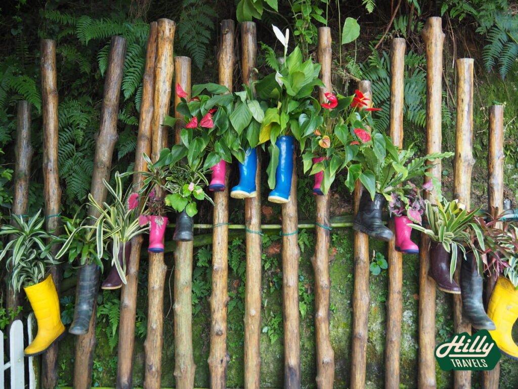 Plants In Boots At Lavender Garden
