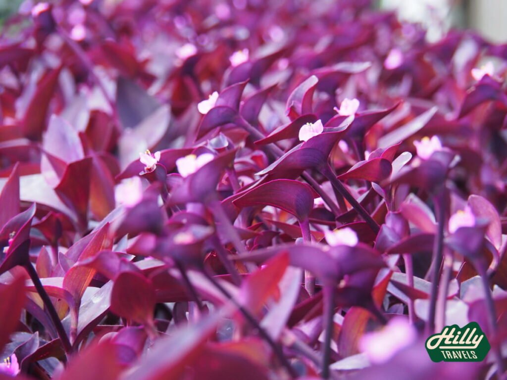 Purple Hearts At Lavender Garden