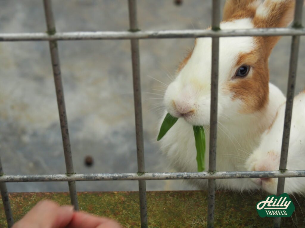 Rabbit Munching On Grass At Green View Garden