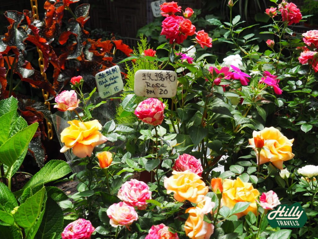 Roses For Sale At Lavender Garden