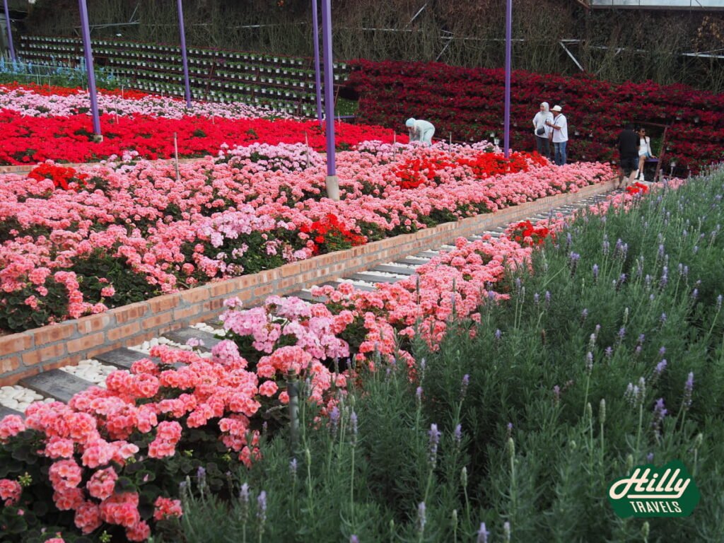 Rows Of Flowers At Lavender Garden