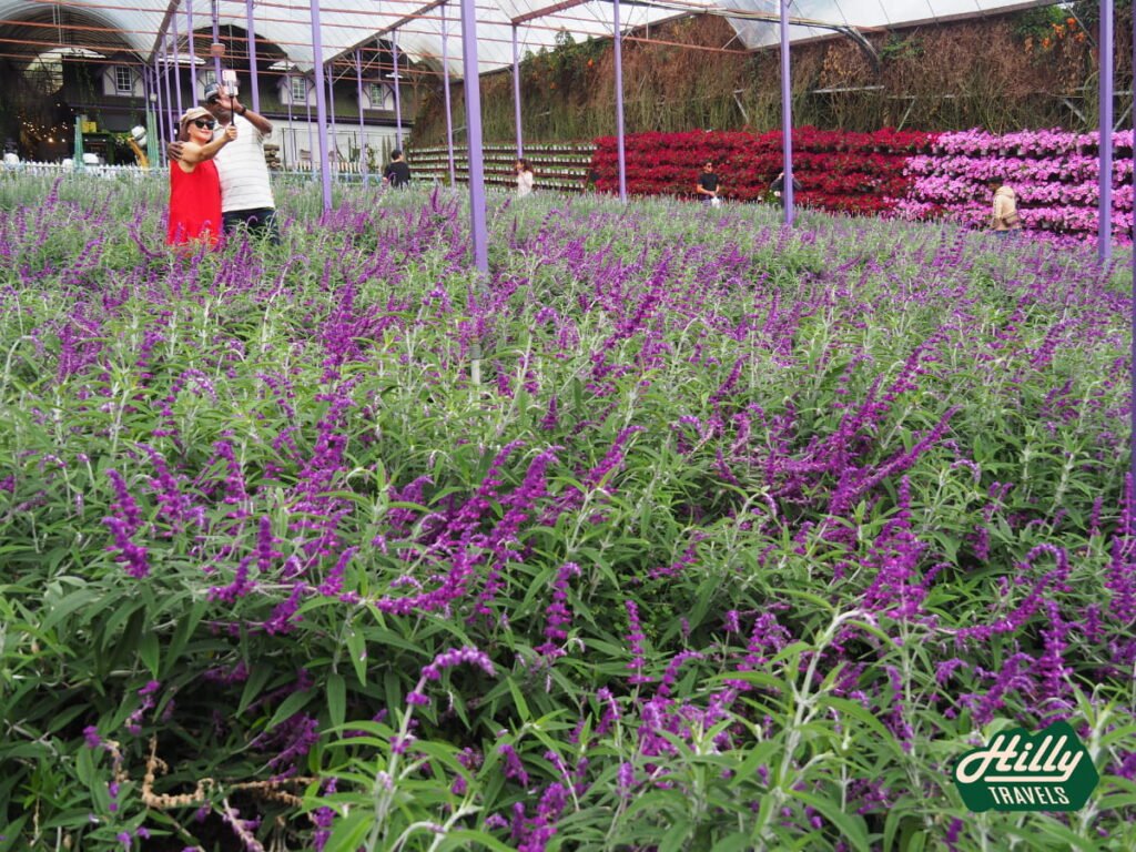Rows Of Mexican Bush Sage Flowers At Lavender Garden