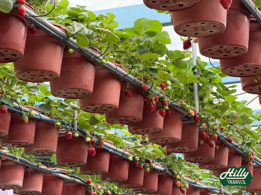 Rows Of Potted Strawberries At Green View Garden Cameron Highlands