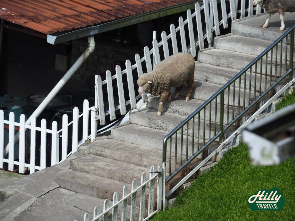 Sheep At The Sheep Sanctuary