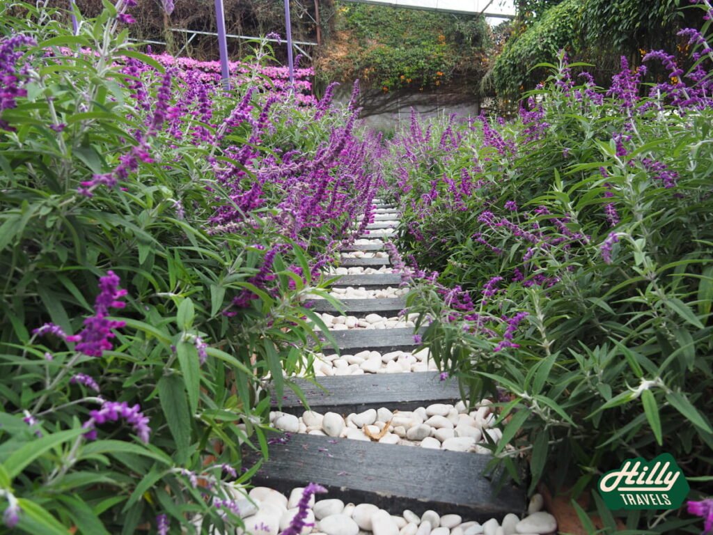 Short Walkways Through Flowers At Lavender Garden