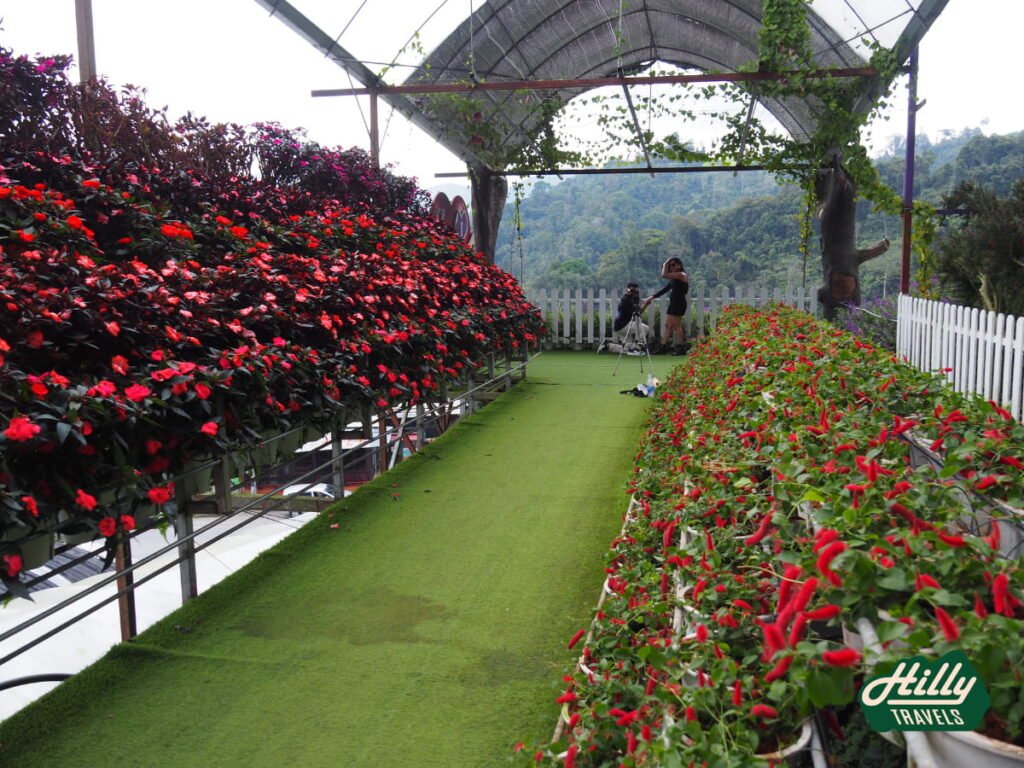 Sky Garden At Lavender Garden