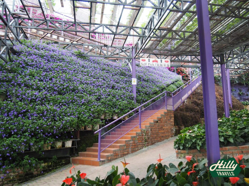 Stairs Up To The Strawberry Section At Lavender Garden