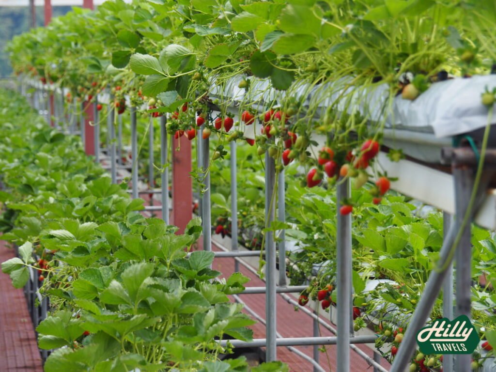 Strawberry Section At Lavender Garden