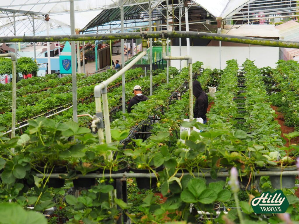 Strawberry Section (No Picking) At Green View Garden