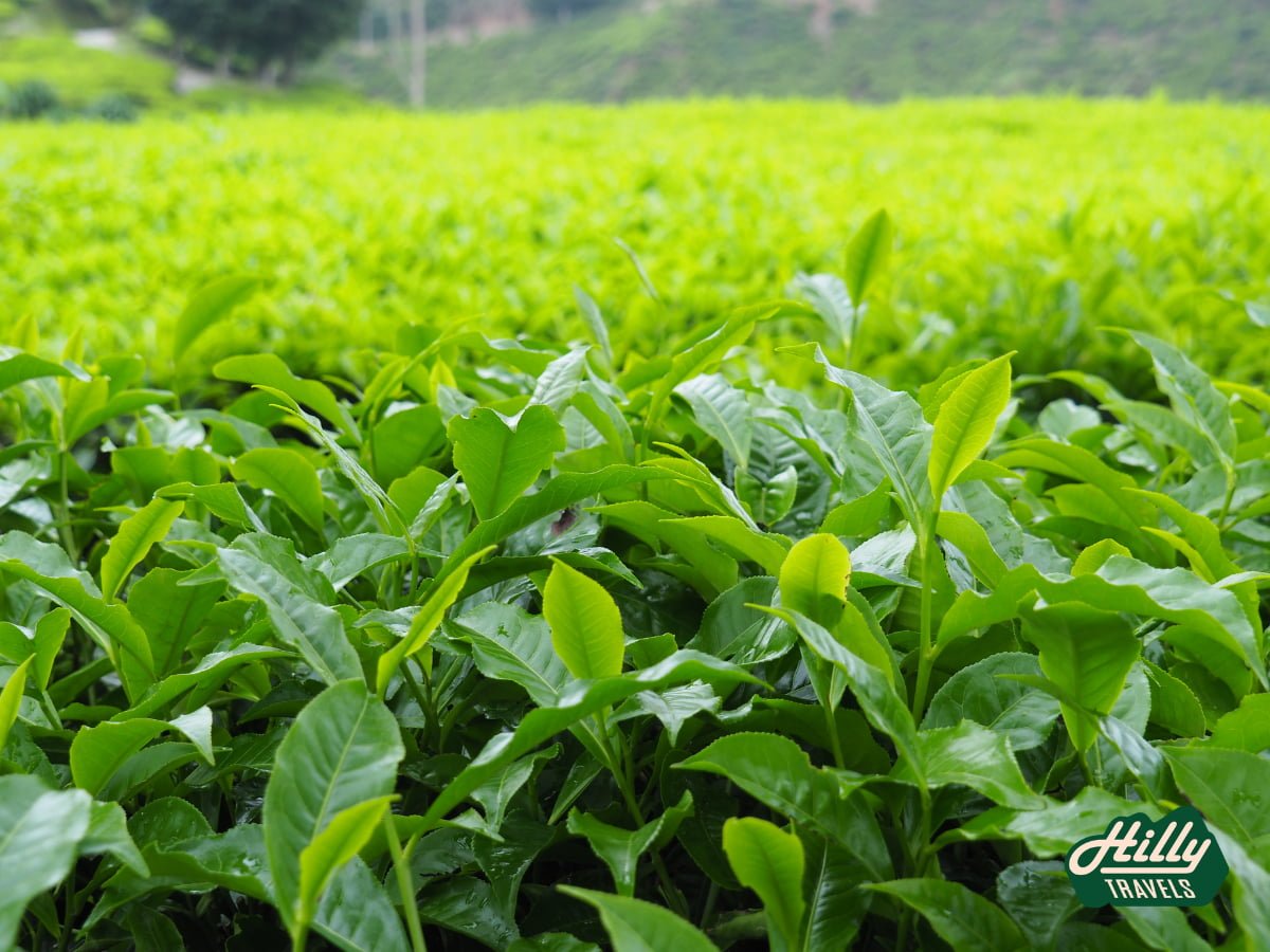 Tea Plantation In Cameron Highlands