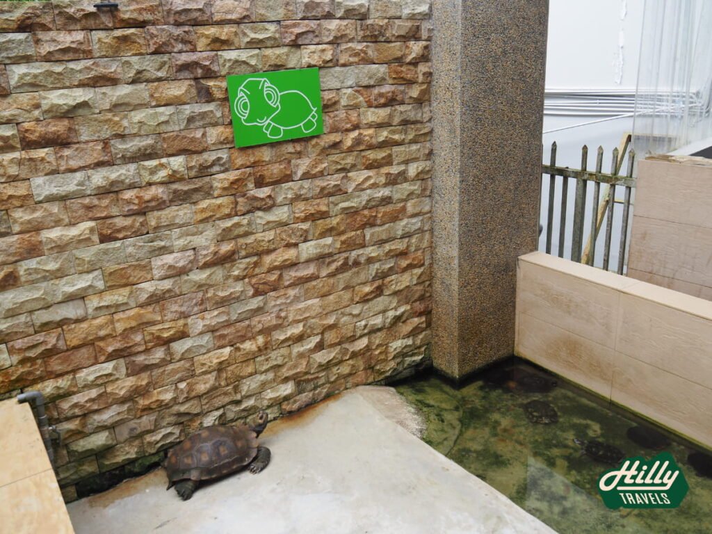 Tortoise And Turtle Enclosure At Green View Garden