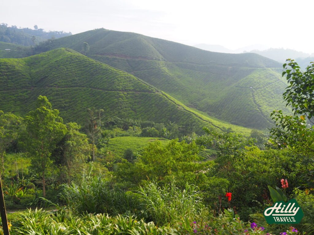 Views Of The Plantation From BOH Sungai Palas Tea Centre