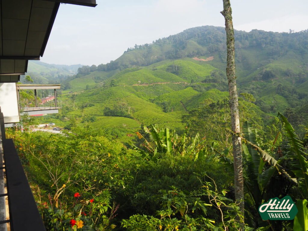 Views Of The Tea Plantation From Tristan Terrace, BOH Sungai Palas Tea Centre