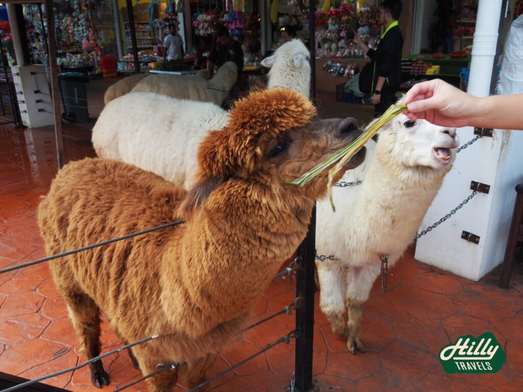 Visitors Can Feed The Alpaca Grass At Kea Farm Bazaar