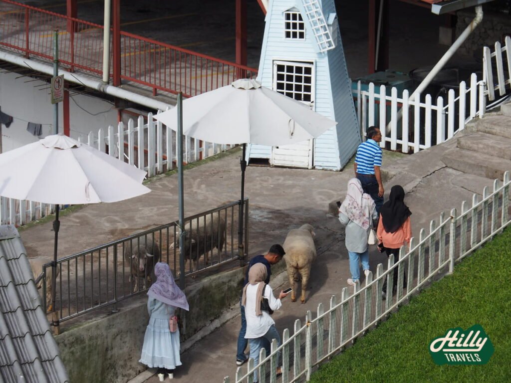 Visitors Interacting With The Resident Sheep Of The Sheep Sanctuary