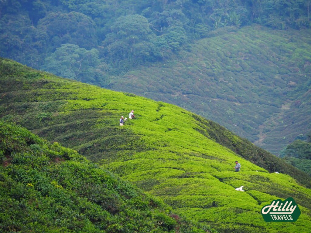Workers At BOH Sungai Palas Tea Plantation